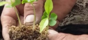 6373-gobhWiEi-yPL1-xWmu-HI2p-73yeCjNOP3CZ