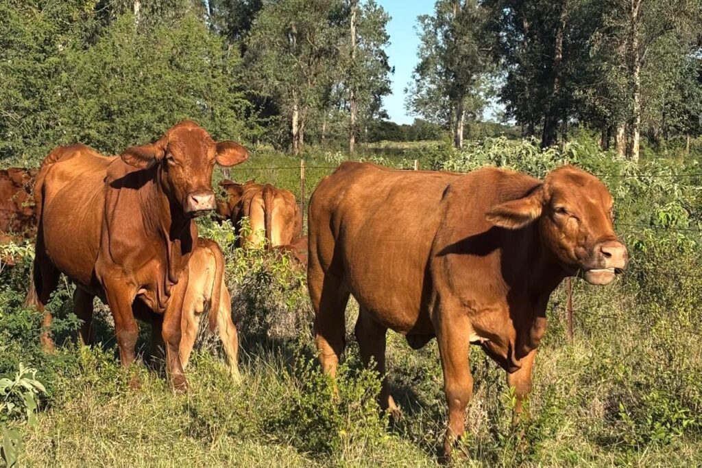 a93dc79a-2faf-425b-a832-634e75c15e58